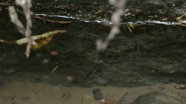 Close Aquatic Habitat Mexican Ferocious Water Bug — Stock Video