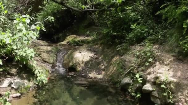 Hábitat Natural Del Agua Feroz Mexicana Grande — Vídeo de stock