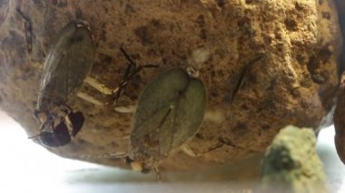 Yüksek yoğunluklu nüfusdaki dev su böcekleri saldırgan davranışlar sergiliyor.