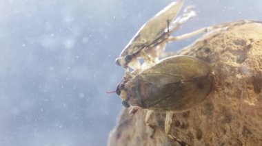 İki dev su böceği onu emerken aynı avı paylaşıyorlar.