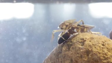 İki dev su böceği bir av için kavga eder.