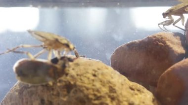 Yüksek yoğunluklu nüfusdaki dev su böcekleri saldırgan davranışlar sergiliyor.