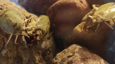 Yüksek yoğunluklu nüfusdaki dev su böcekleri saldırgan davranışlar sergiliyor.