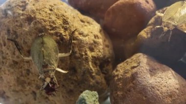 Yüksek yoğunluklu nüfusdaki dev su böcekleri saldırgan davranışlar sergiliyor.