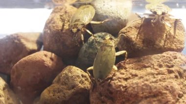 Yüksek yoğunluklu nüfusdaki dev su böcekleri saldırgan davranışlar sergiliyor.