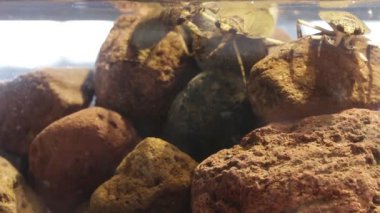 Yüksek yoğunluklu nüfusdaki dev su böcekleri saldırgan davranışlar sergiliyor.