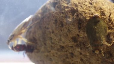 Dev su böceği, ergenlik çağında yemek böceği yiyor.