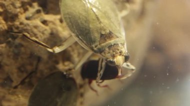 Dev su böceği, ergenlik çağında yemek böceği yiyor.