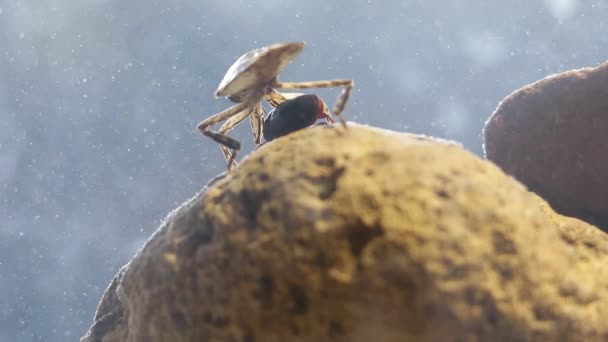 Sluiten Van Giant Water Bug Eten Meelworm Kever — Stockvideo