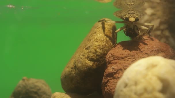 Sluiten Van Giant Water Bug Eten Meelworm Kever — Stockvideo