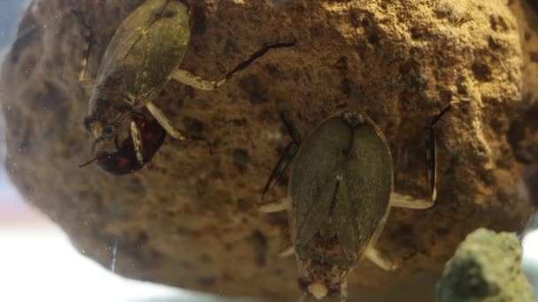 Giant Water Bugs High Density Population Showing Agressive Behavior — Stock Video