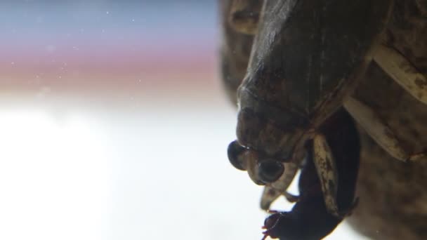 Sluiten Van Giant Water Bug Eten Meelworm Kever — Stockvideo