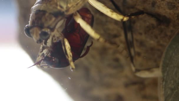 Gros plan sur un insecte géant de l'eau qui mange des vers de farine 