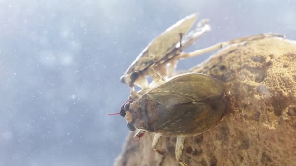 Zwei Riesenwasserwanzen Teilen Sich Die Gleiche Beute Während Sie Sie — Stockvideo