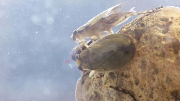 Zwei Riesenwasserwanzen Kämpfen Eine Beute — Stockvideo