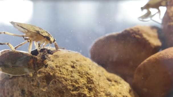 Bugs géants de l'eau dans la population à haute densité montrant un comportement agressif 