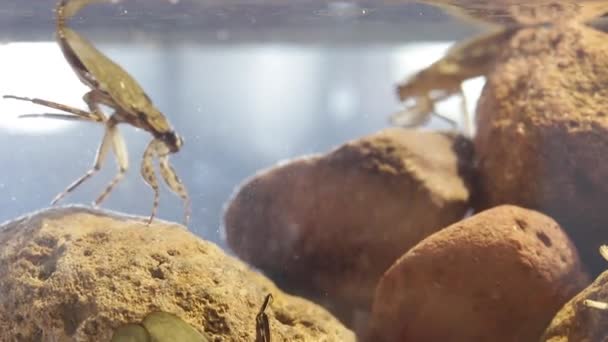 高密度の個体群における巨大な水の虫は積極的な行動を示す — ストック動画