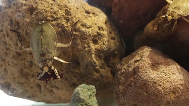 Insectos Gigantes Del Agua Población Alta Densidad Mostrando Comportamiento Agresivo — Vídeo de stock