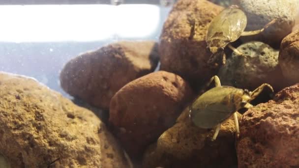 Yüksek Yoğunluklu Nüfusdaki Dev Böcekleri Saldırgan Davranışlar Sergiliyor — Stok video