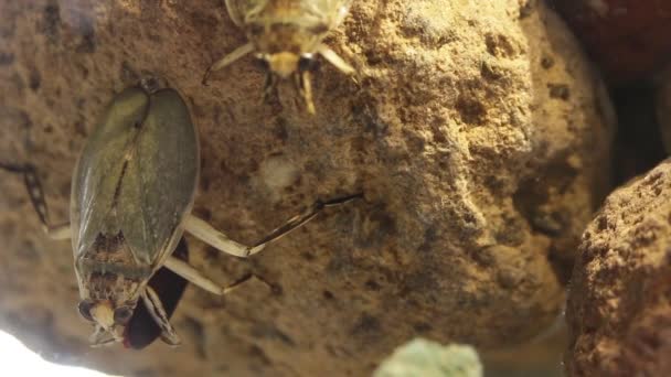 Гигантский Водяной Жук Поедающий Мясного Жука — стоковое видео