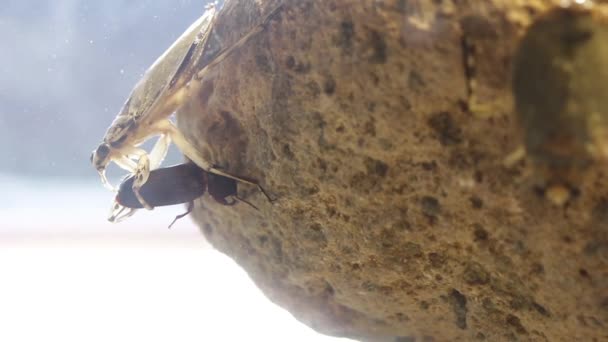 Inseto Gigante Água Juvenil Comendo Besouro Minhoca — Vídeo de Stock