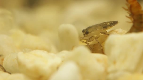 巨大的水虫幼崽吃肉线虫幼虫 — 图库视频影像