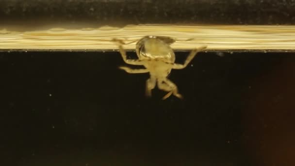 Young ginat water bug swimming by the surface