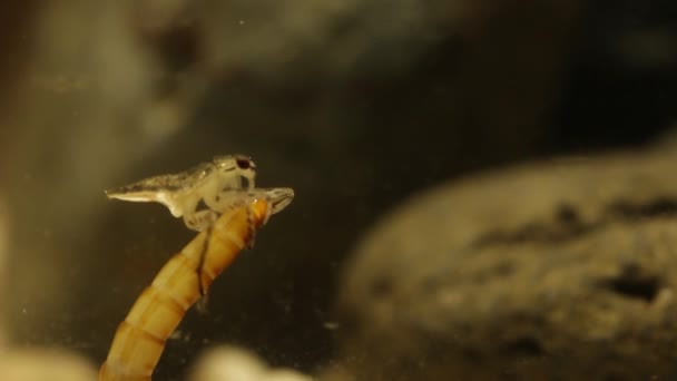 Obří Vodní Brouk Juvenilní Jíst Mealworm Larva — Stock video