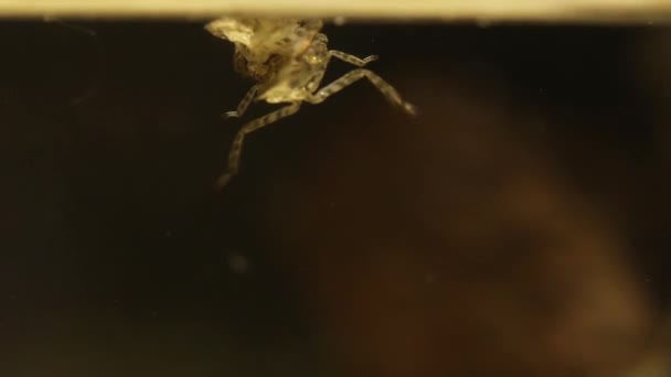 Giant Water Bug Larvas Eating Each Others Cannibal Behaviour — Stock Video