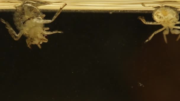 Riesige Wasserwanzenlarven Fressen Sich Gegenseitig Auf Kannibalisches Verhalten — Stockvideo