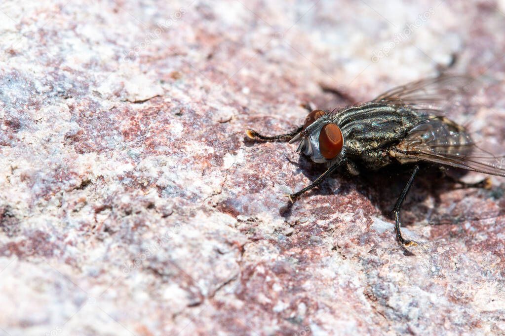 close up of a flesh fly Sarcophaga resting on a rock