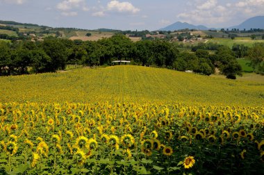 matelica, İtalya yakınındaki güzel Marche kırsalında güzel ayçiçeği