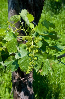 Küçük prosecco veneto bölgesinde demet
