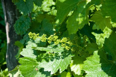 Küçük prosecco veneto bölgesinde demet
