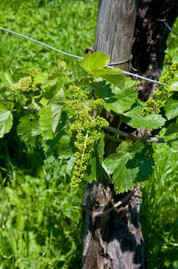 Küçük prosecco veneto bölgesinde demet