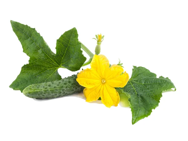 Taze salatalık ile yaprakları yeşil ve beyaz arka plan üzerinde çiçek