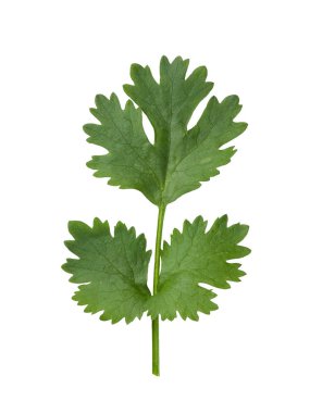 Kişniş bitki yaprak üstten görünüm beyaz arka plan üzerinde izole