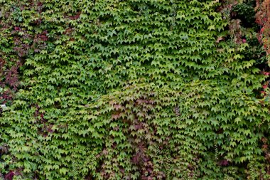 Sarmaşık ile büyümüş duvar