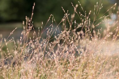 Altın kuru ot yakın çekim