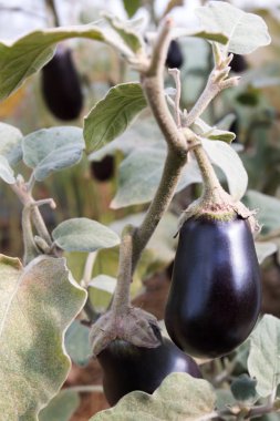 Bir çalı üzerinde büyüyen patlıcan