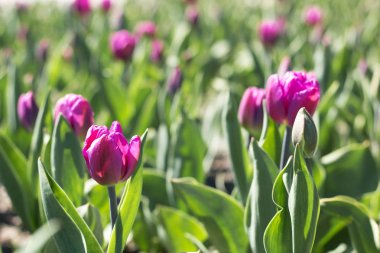 Pembe Laleler alan, Bahar çiçek çayır