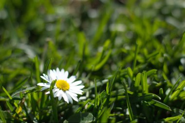 Beyaz papatya çiçek bahar çim