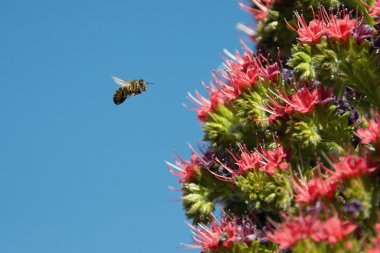 A bee on a flower in flight clipart