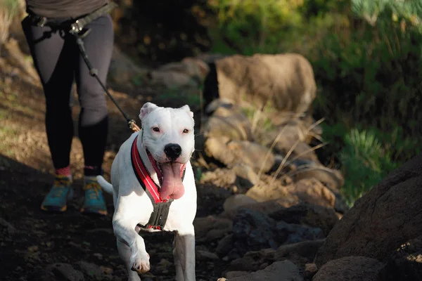 Pies i jego właściciel biorą udział w popularnym wyścigu canicross — Zdjęcie stockowe