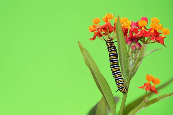 Rups van de monarchvlinder voeden met Kroontjeskruid plant — Stockfoto