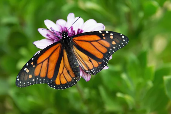 Monarch Borboleta Está Sentado Uma Flor Jardim — Fotografia de Stock