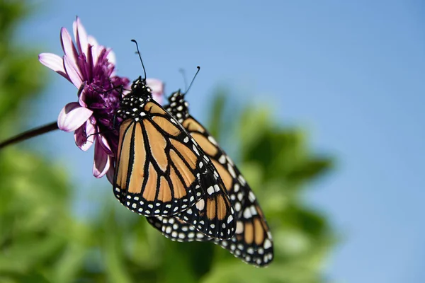 Twee Monarch Butterflies Zijn Zat Een Bloem Tuin — Stockfoto