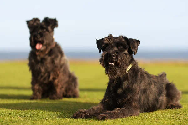 Dwa Duże Czarne Psy Olbrzymi Sznaucer Leży Trawie Językiem Wierzchu — Zdjęcie stockowe