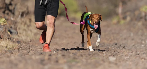 Dog Its Owner Taking Part Popular Canicross Race — Stock Photo, Image