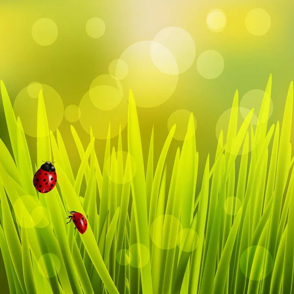 Spring grass with ladybugs